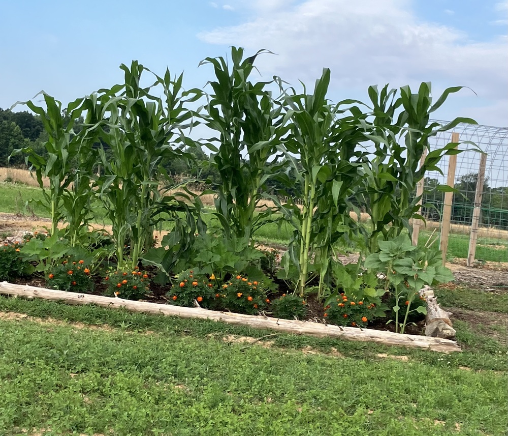 Three Sisters Garden